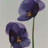 (100 ml) Iris Illusiona Eau De Parfum