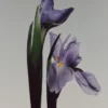 (100 ml) Iris Illusiona Eau De Parfum